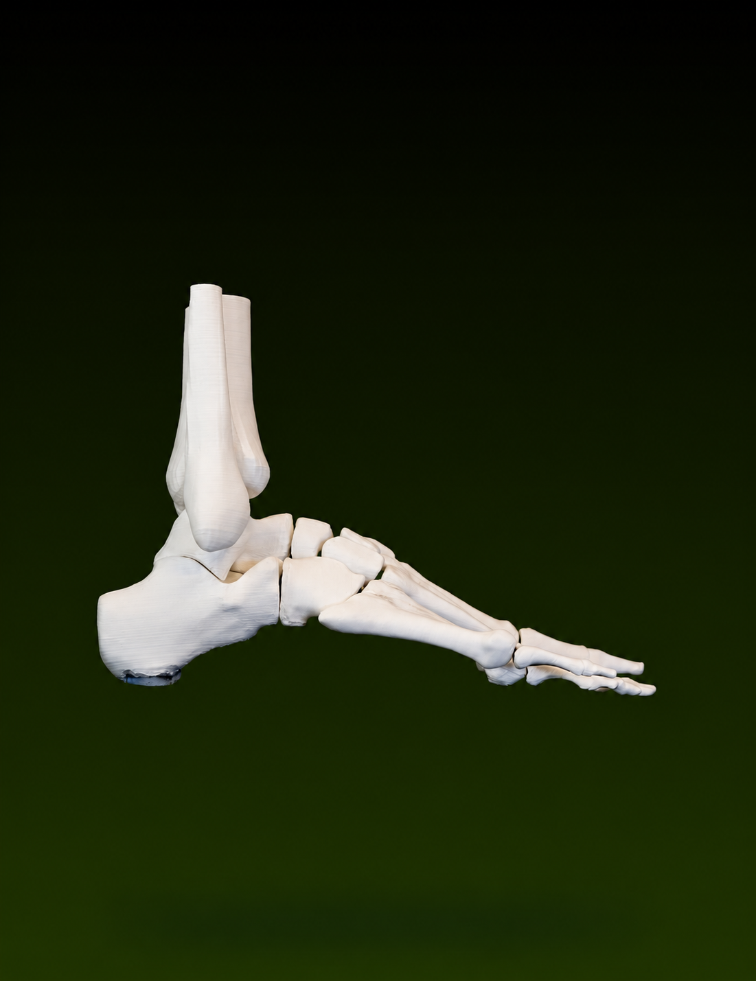 Side view of an anatomically correct 3D-printed human foot model