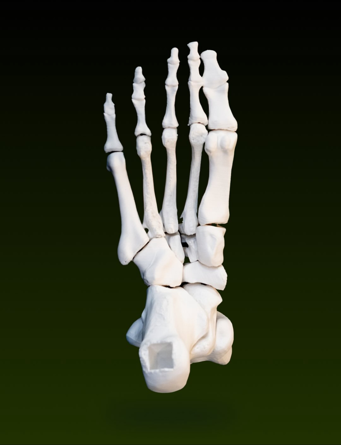 Top view of the individual bones in a 3D-printed human foot model